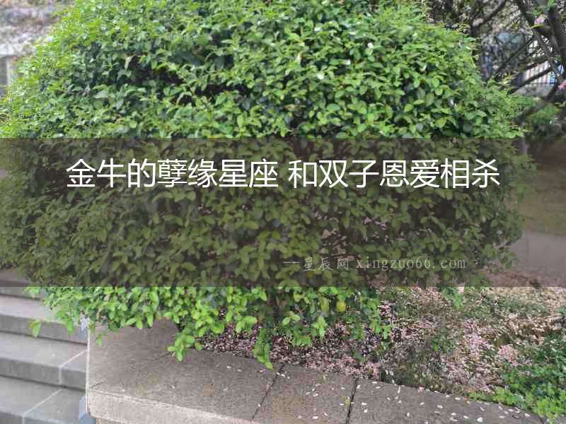 金牛的孽緣星座 和雙子恩愛相殺