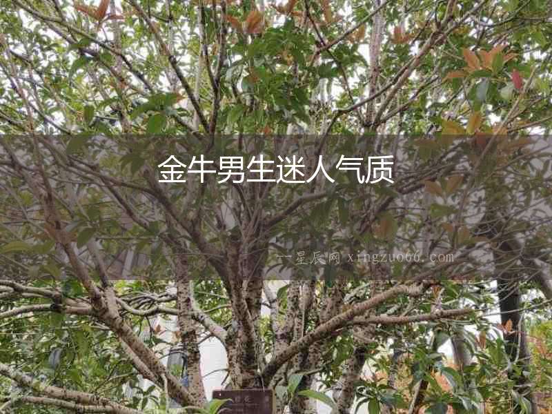 金牛男生迷人氣質(zhì)