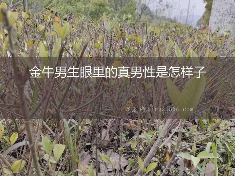 金牛男生眼里的真男性是怎樣子