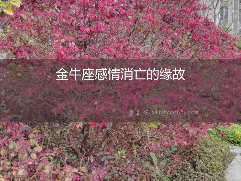 金牛座感情消亡的緣故