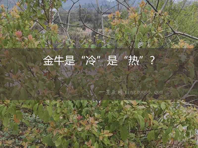 金牛是“冷”是“熱”？