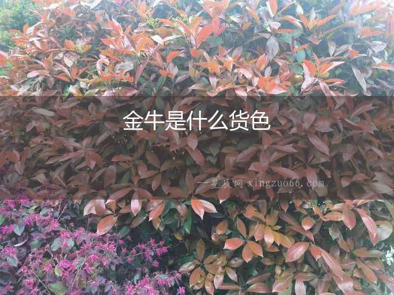 金牛是什么貨色