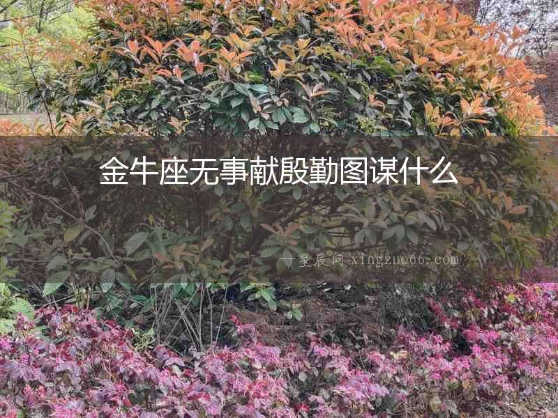 金牛座無事獻殷勤圖謀什么