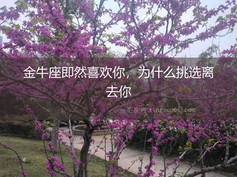金牛座即然喜歡你，為什么挑選離去你
