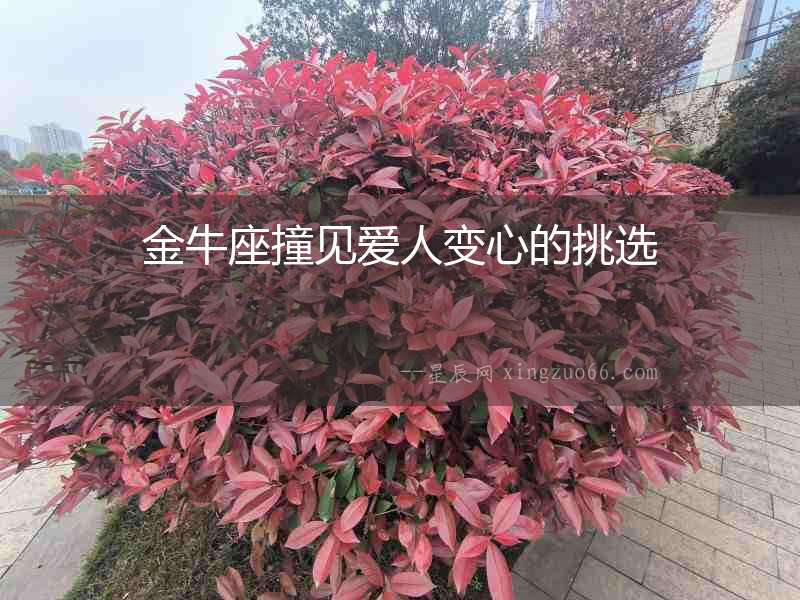 金牛座撞見愛人變心的挑選