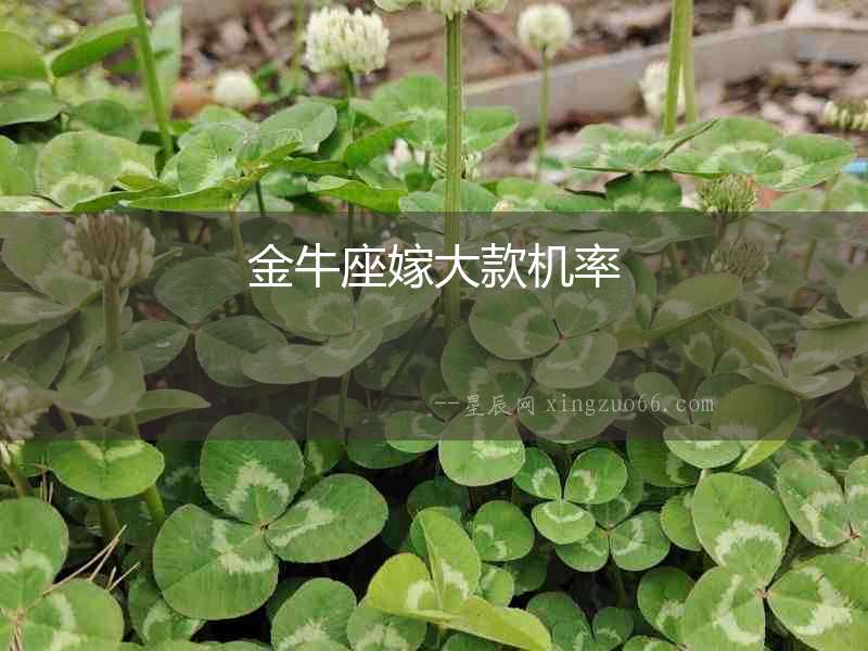 金牛座嫁大款機(jī)率