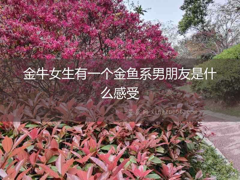 金牛女生有一個金魚系男朋友是什么感受