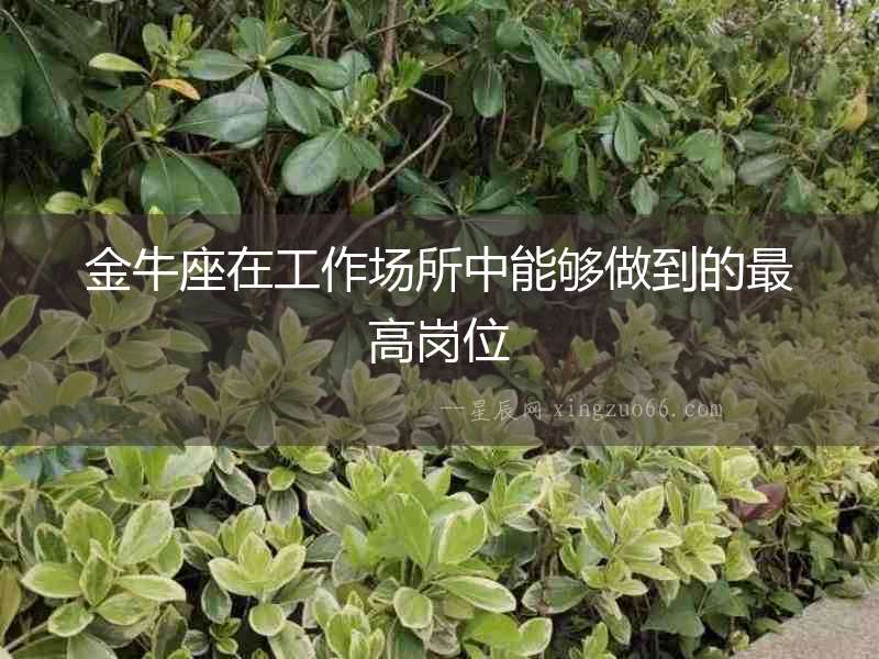 金牛座在工作場(chǎng)所中能夠做到的最高崗位