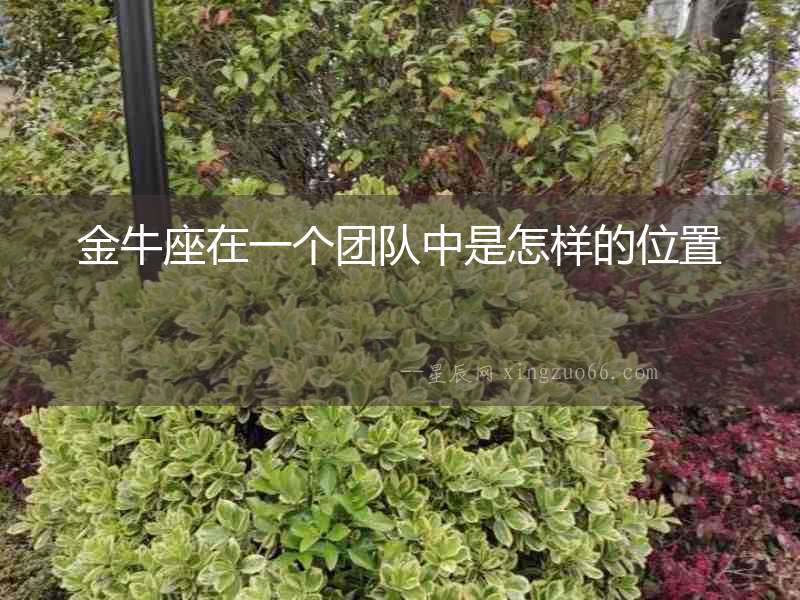 金牛座在一個團隊中是怎樣的位置