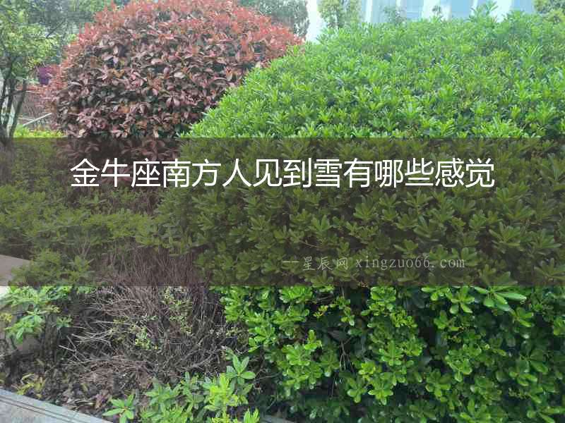 金牛座南方人見到雪有哪些感覺