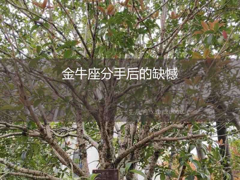 金牛座分手后的缺憾