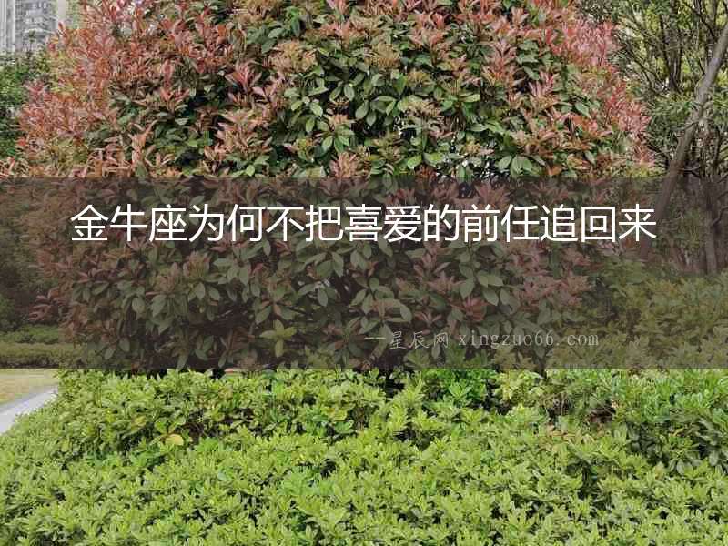 金牛座為何不把喜愛的前任追回來