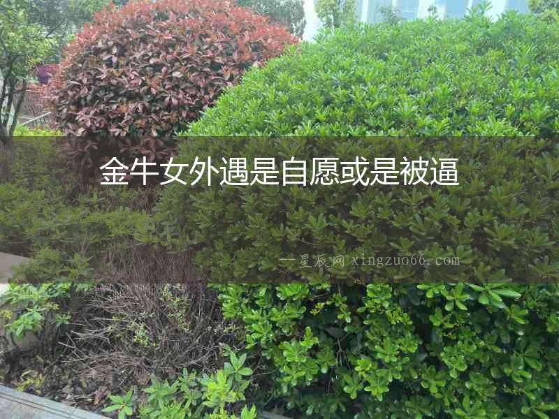 金牛女外遇是自愿或是被逼