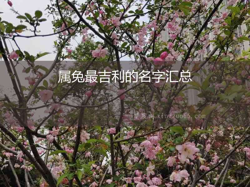 屬兔最吉利的名字匯總
