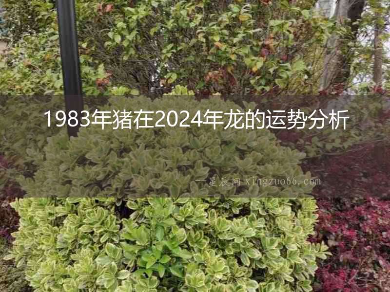 1983年豬在2024年龍的運勢分析