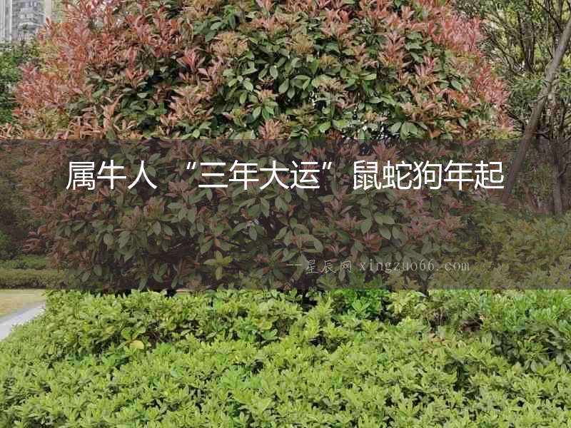 屬牛人 “三年大運”鼠蛇狗年起