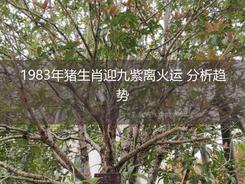 1983年豬生肖迎九紫離火運 分析趨勢
