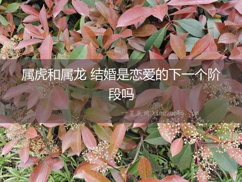 屬虎和屬龍 結婚是戀愛的下一個階段嗎