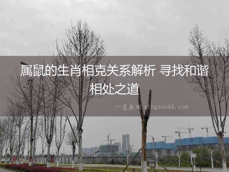 屬鼠的生肖相克關系解析 尋找和諧相處之道