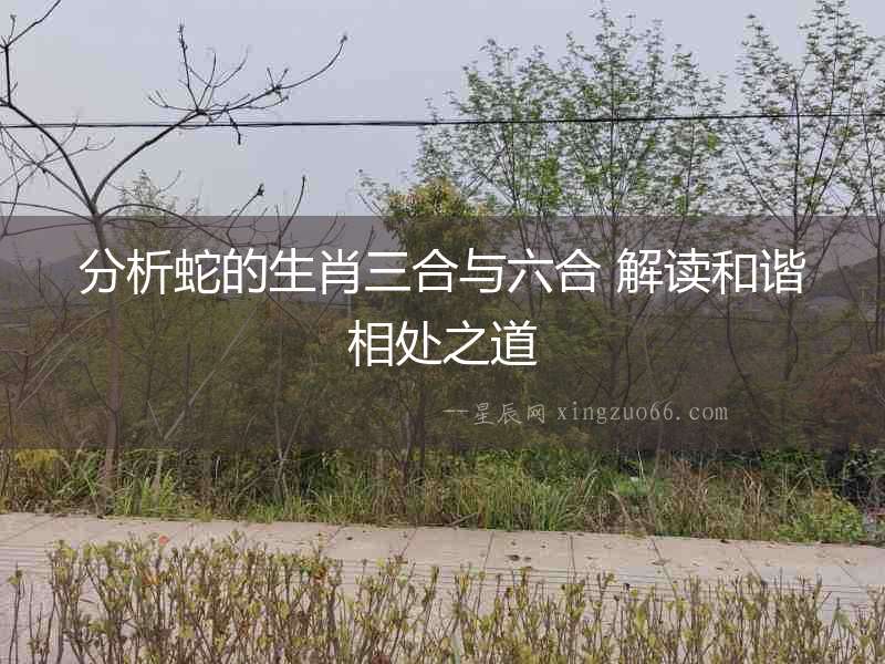 分析蛇的生肖三合與六合 解讀和諧相處之道