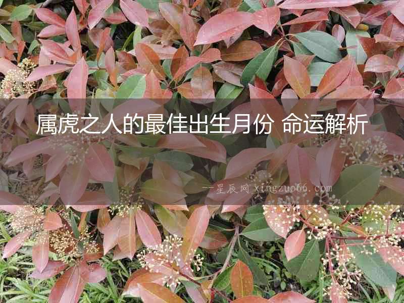 屬虎之人的最佳出生月份 命運解析