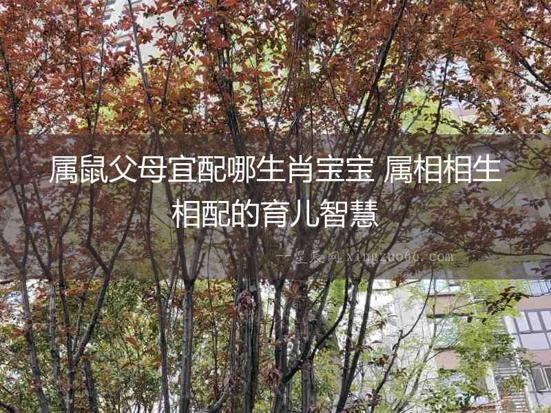 屬鼠父母宜配哪生肖寶寶 屬相相生相配的育兒智慧
