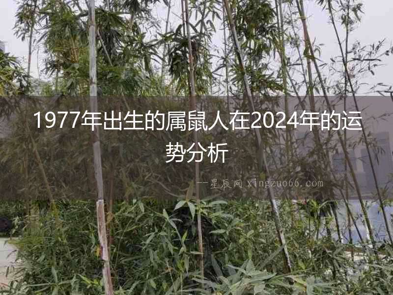 1977年出生的屬鼠人在2024年的運勢分析