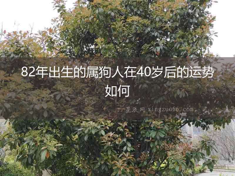 82年出生的屬狗人在40歲后的運勢如何