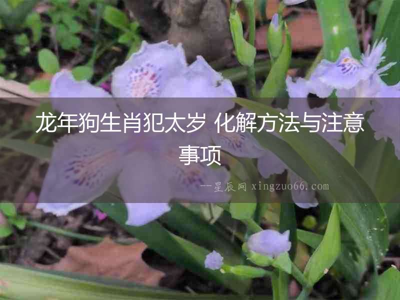 龍年狗生肖犯太歲 化解方法與注意事項