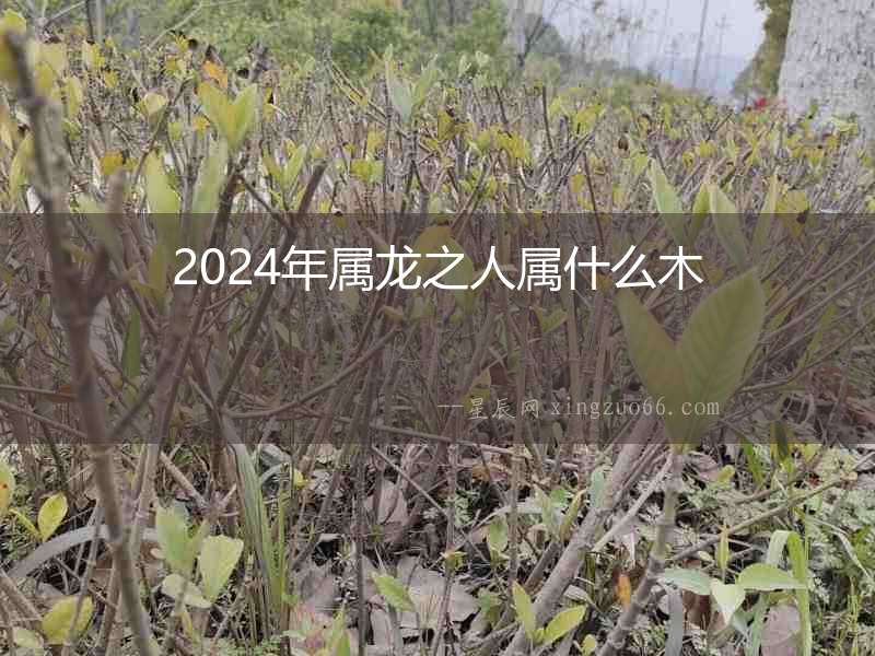 2024年屬龍之人屬什么木