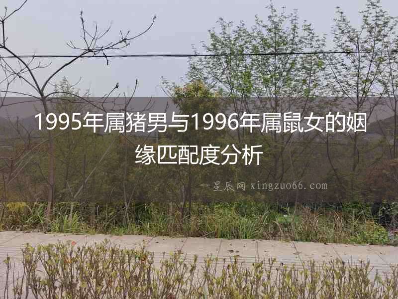 1995年屬豬男與1996年屬鼠女的姻緣匹配度分析