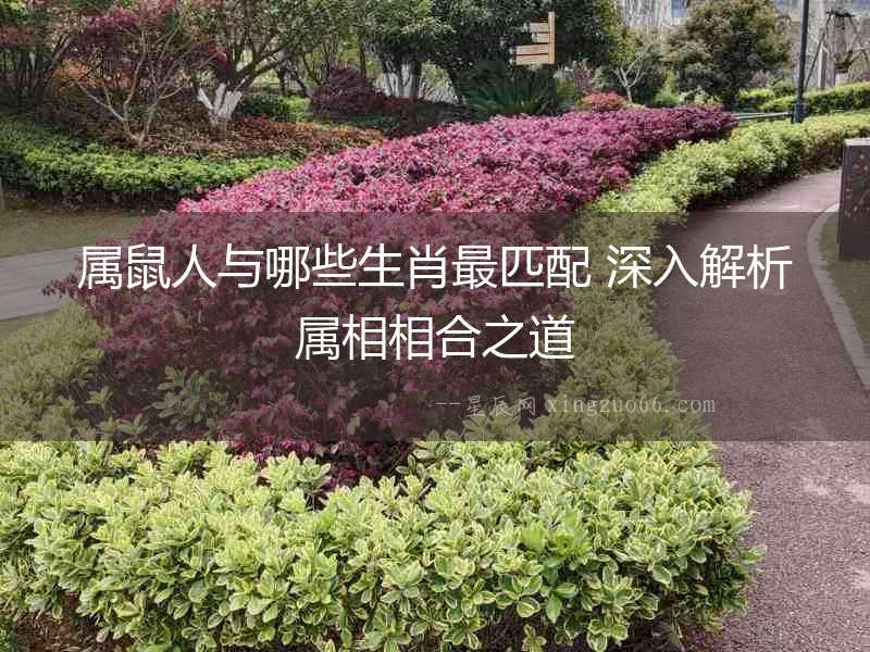 屬鼠人與哪些生肖最匹配 深入解析屬相相合之道