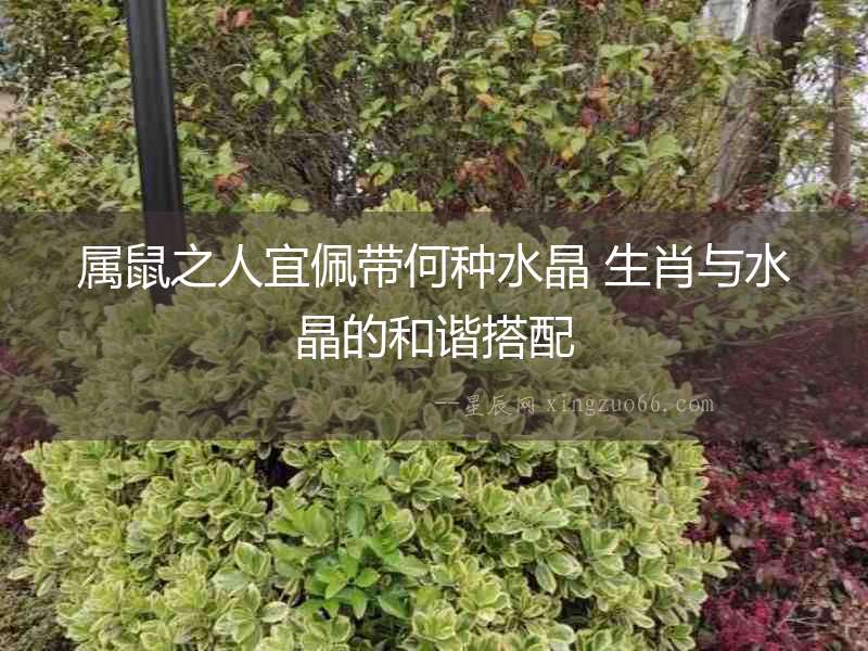 屬鼠之人宜佩帶何種水晶 生肖與水晶的和諧搭配