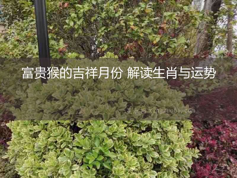 富貴猴的吉祥月份 解讀生肖與運勢