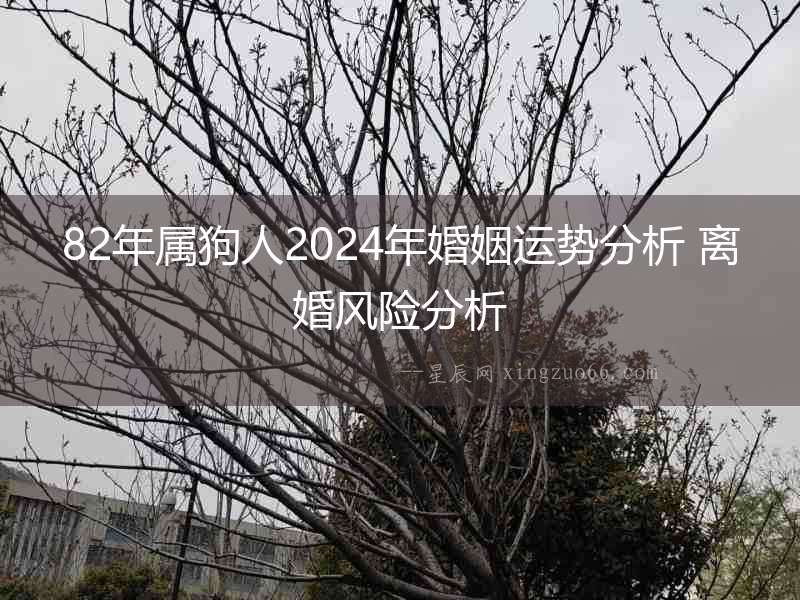 82年屬狗人2024年婚姻運勢分析 離婚風險分析