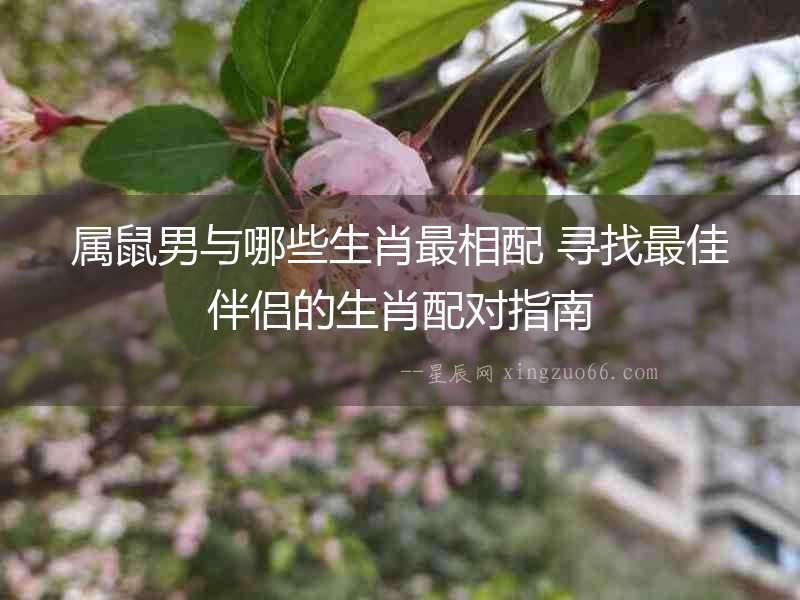 屬鼠男與哪些生肖最相配 尋找最佳伴侶的生肖配對指南