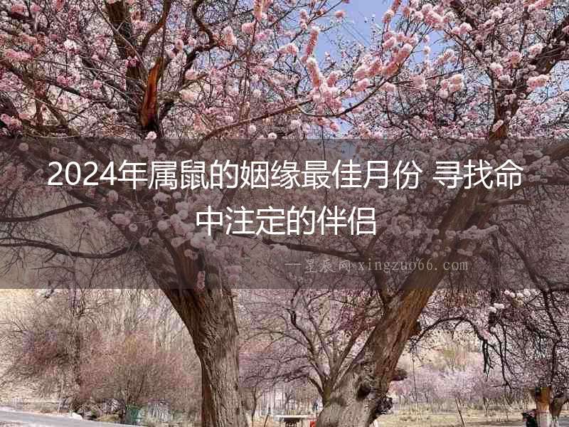 2024年屬鼠的姻緣最佳月份 尋找命中注定的伴侶