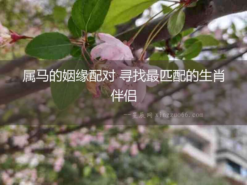 屬馬的姻緣配對 尋找最匹配的生肖伴侶