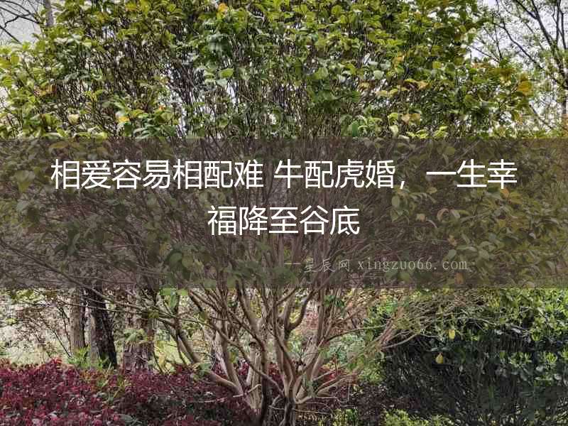 相愛容易相配難 牛配虎婚，一生幸福降至谷底