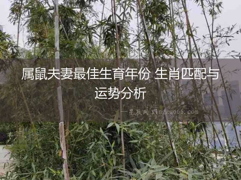 屬鼠夫妻最佳生育年份 生肖匹配與運勢分析
