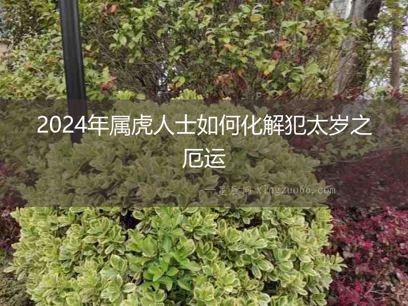 2024年屬虎人士如何化解犯太歲之厄運