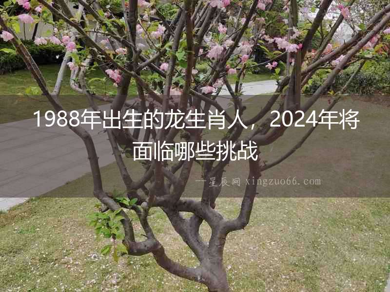 1988年出生的龍生肖人，2024年將面臨哪些挑戰
