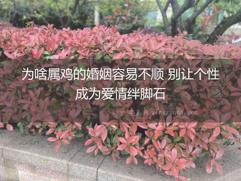 為啥屬雞的婚姻容易不順 別讓個性成為愛情絆腳石