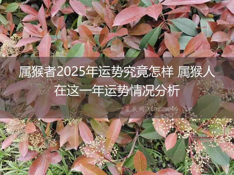 屬猴者2025年運(yùn)勢(shì)究竟怎樣 屬猴人在這一年運(yùn)勢(shì)情況分析