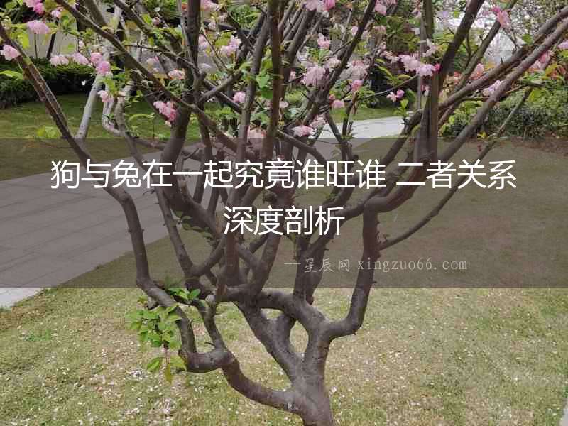 狗與兔在一起究竟誰旺誰 二者關(guān)系深度剖析