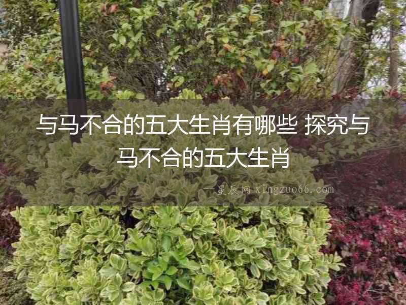 與馬不合的五大生肖有哪些 探究與馬不合的五大生肖