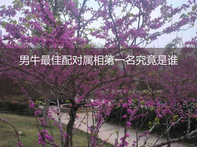 男牛最佳配對屬相第一名究竟是誰