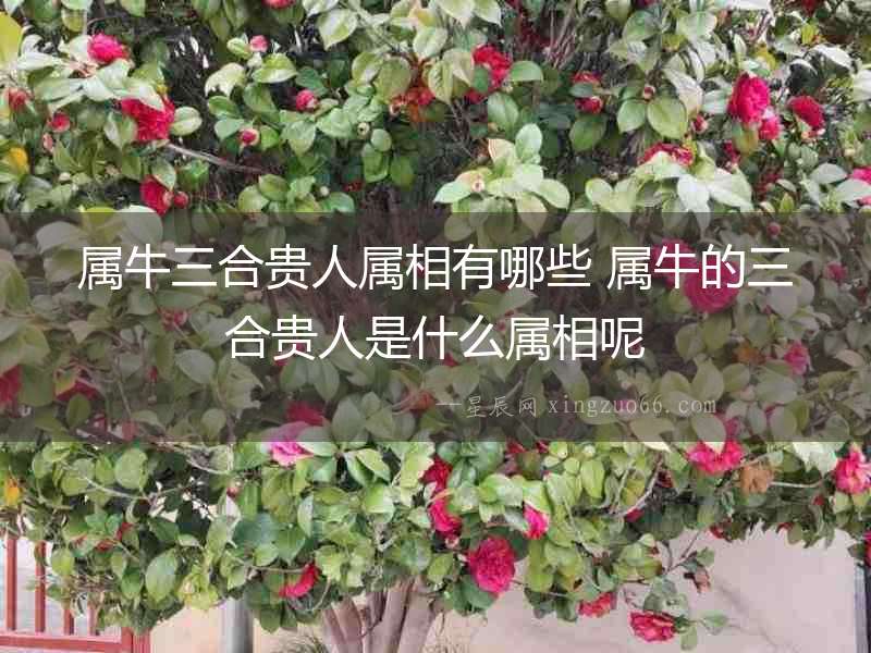 屬牛三合貴人屬相有哪些 屬牛的三合貴人是什么屬相呢