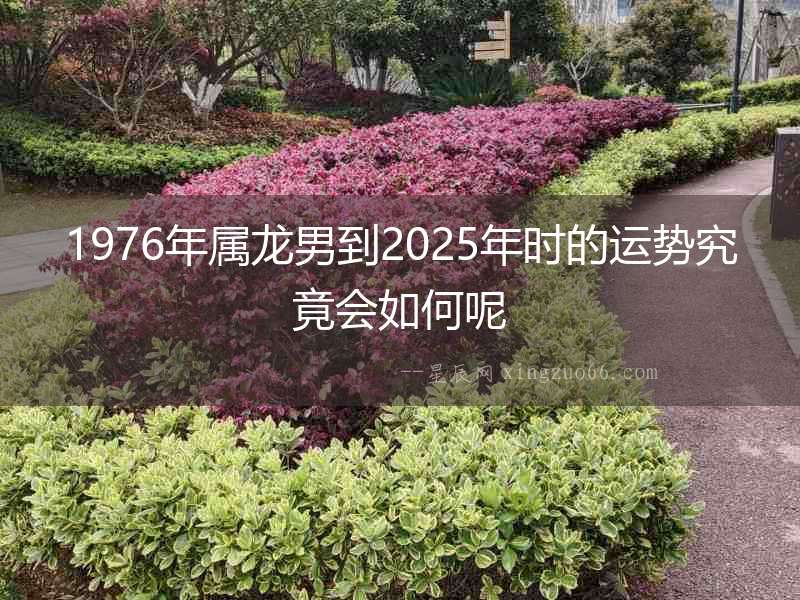 1976年屬龍男到2025年時的運勢究竟會如何呢