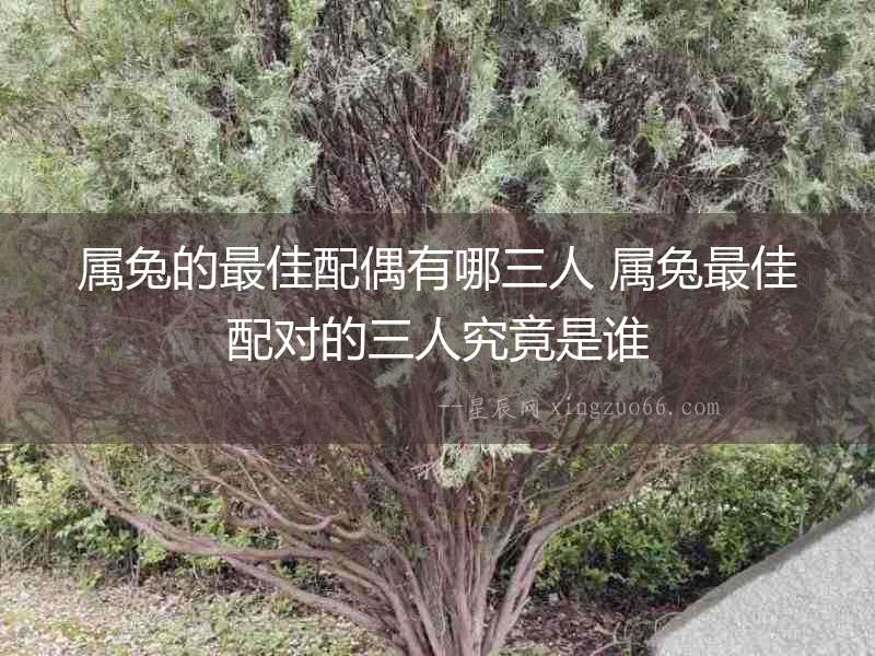 屬兔的最佳配偶有哪三人 屬兔最佳配對的三人究竟是誰